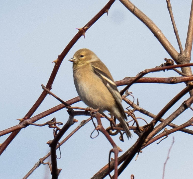American Goldfinch - ML647438172