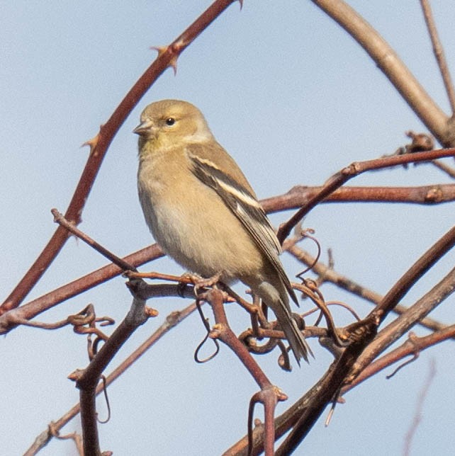 American Goldfinch - ML647438173