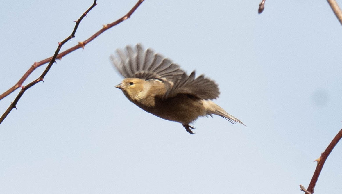American Goldfinch - ML647438174