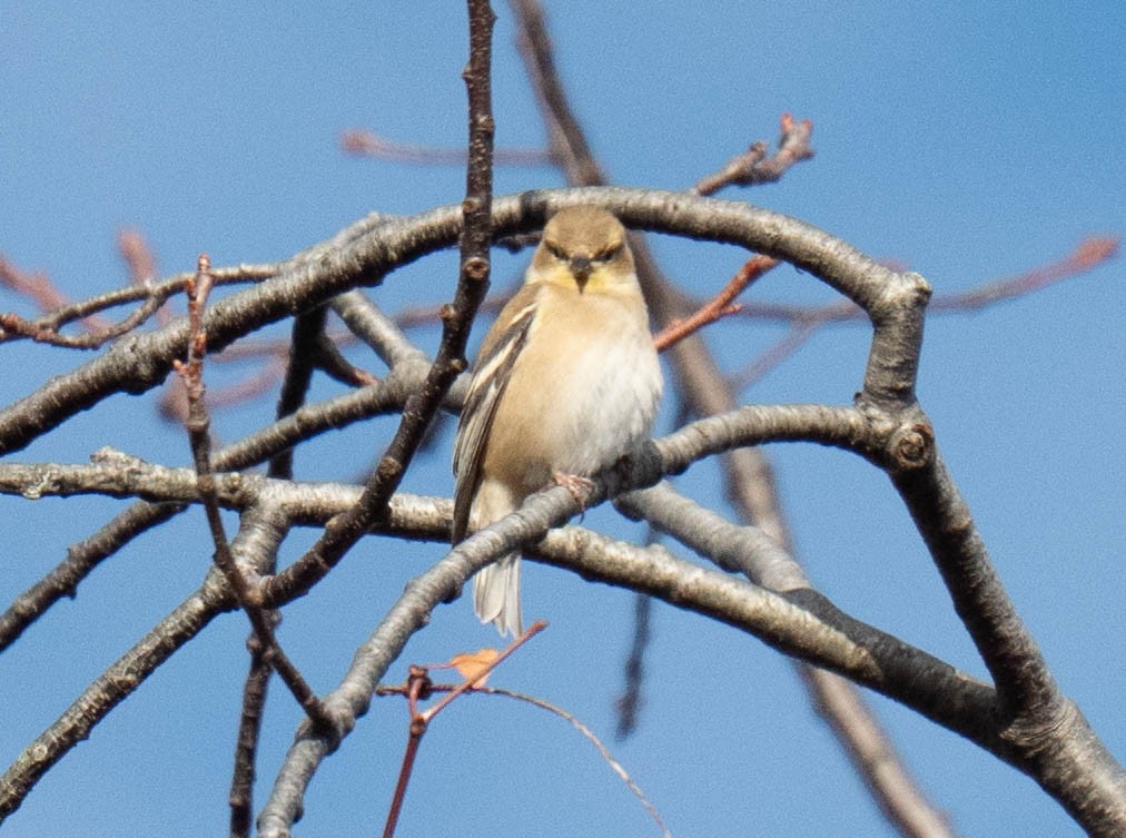 American Goldfinch - ML647438175