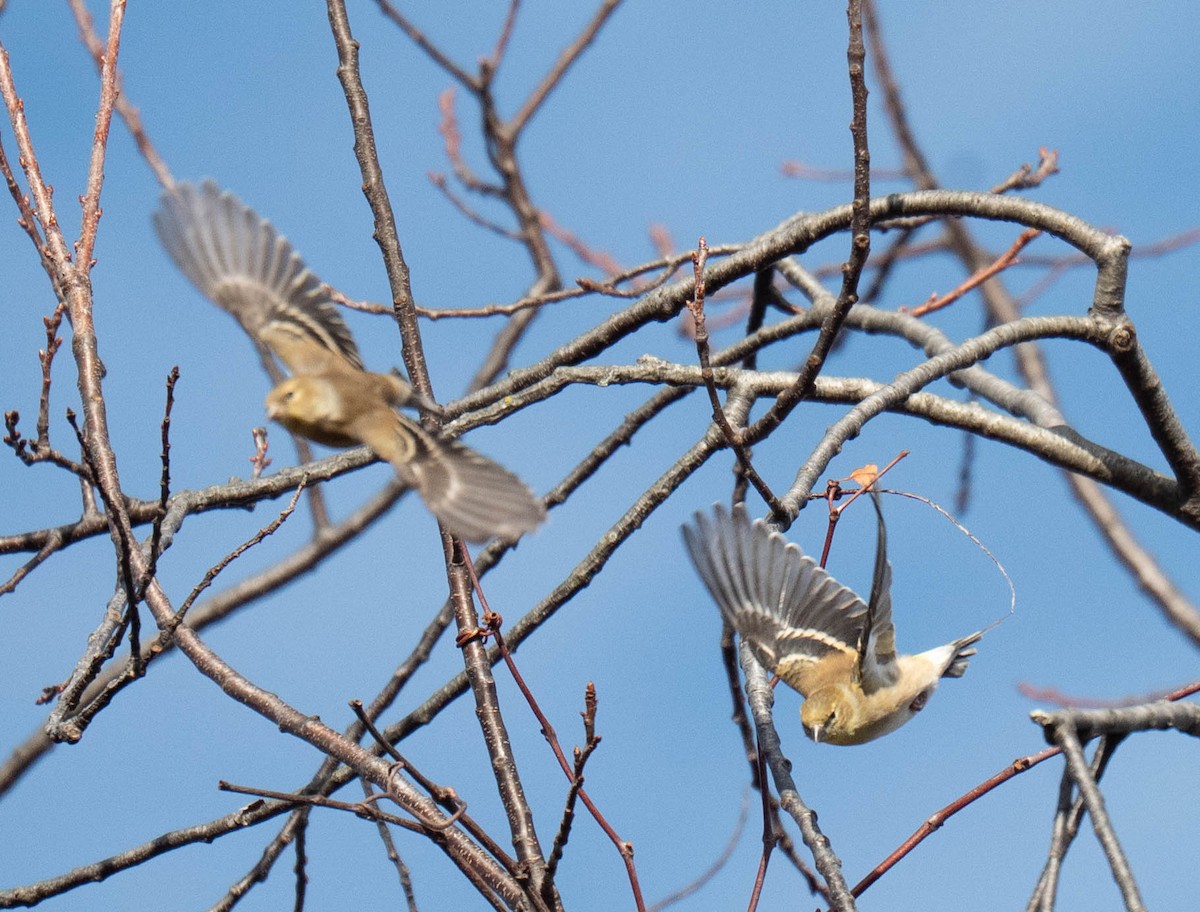 American Goldfinch - ML647438176