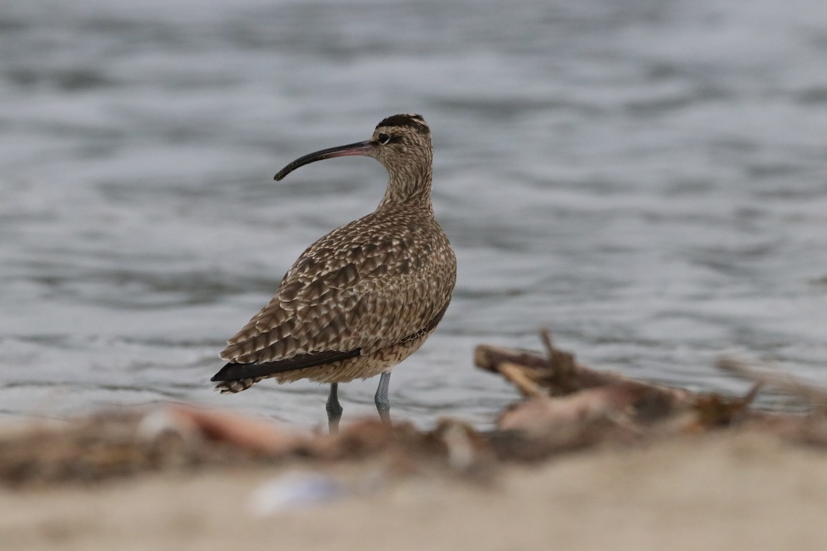 Hudsonian Whimbrel - ML647438183