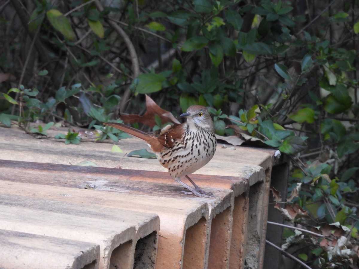 brunspottefugl - ML647438186