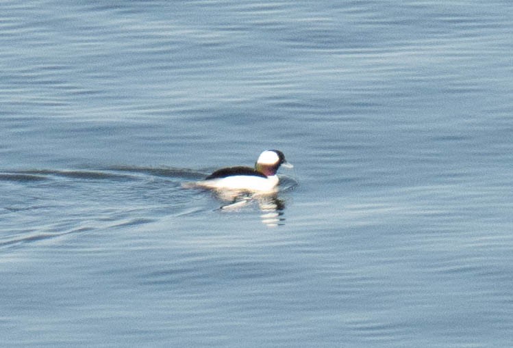 Bufflehead - ML647438187