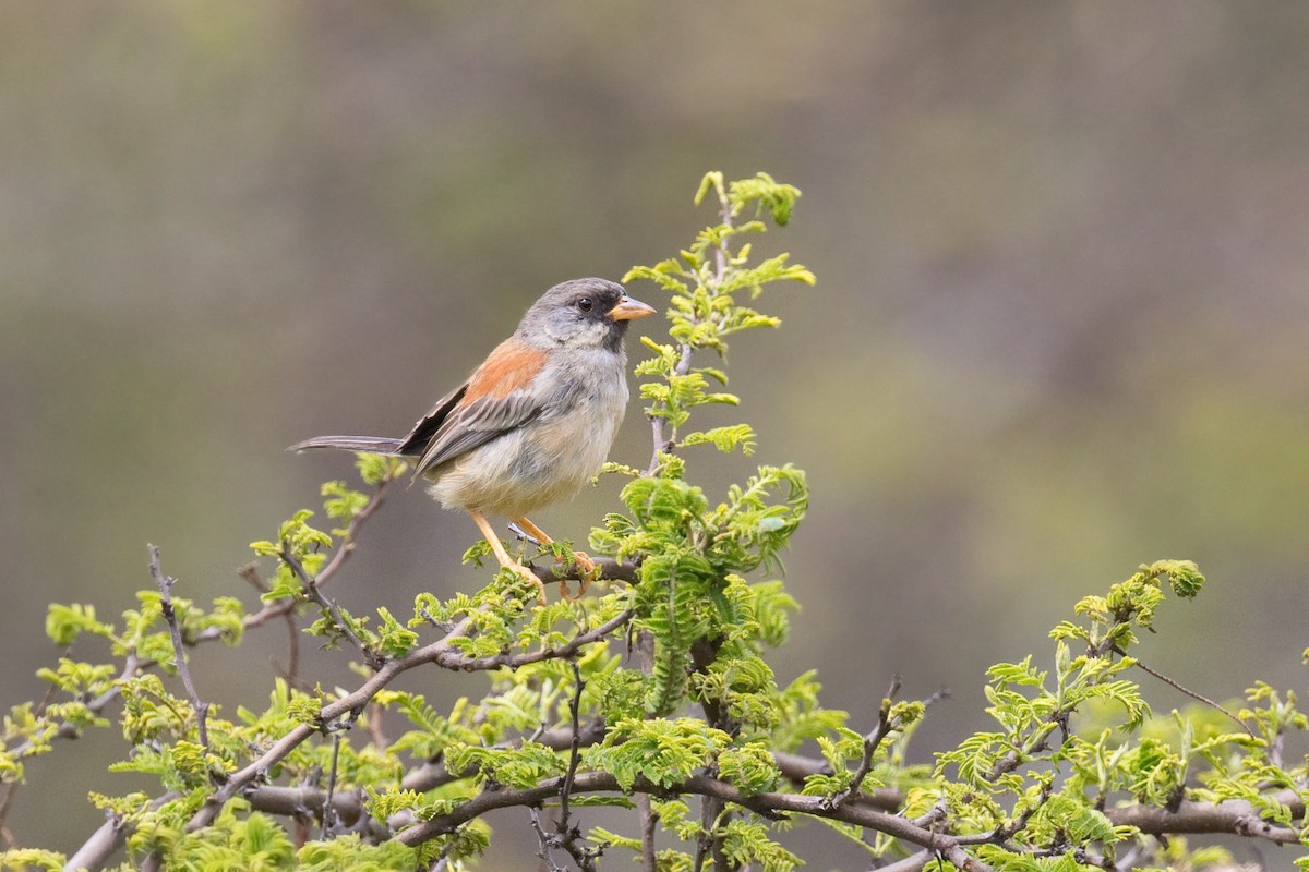 Buff-bridled Inca-Finch - ML647438194