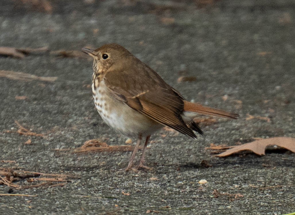 Tordo di Pallas - ML647438199