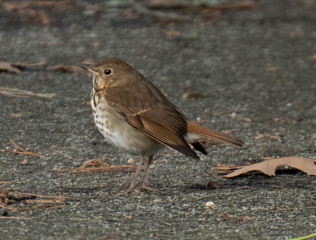 Tordo di Pallas - ML647438200