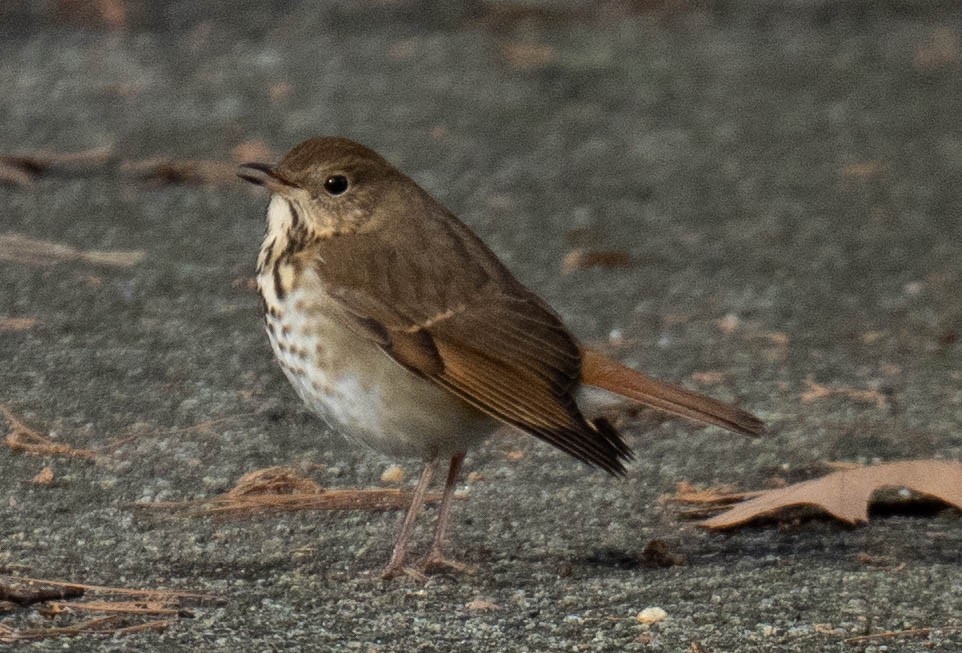 Tordo di Pallas - ML647438201