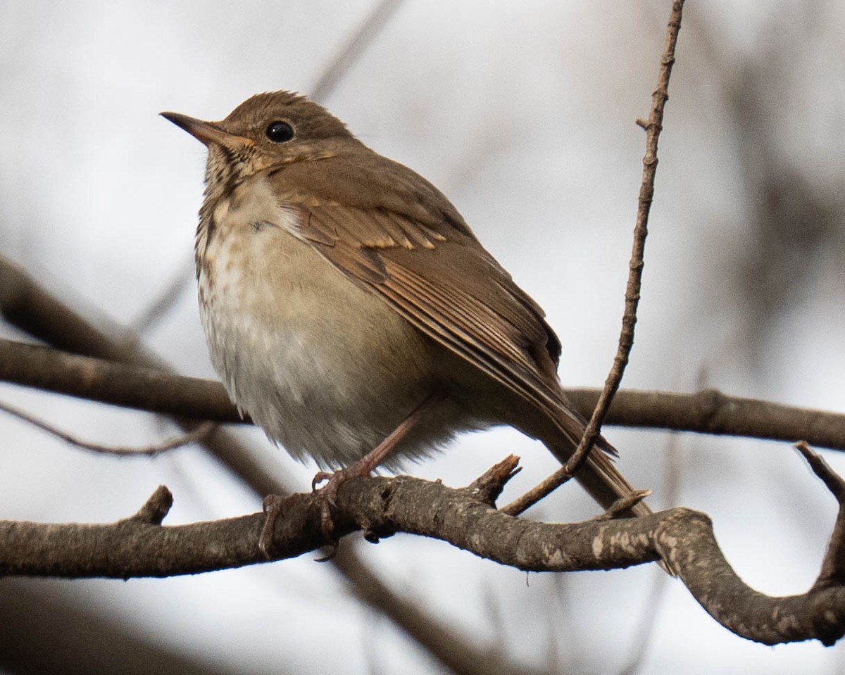 Tordo di Pallas - ML647438202