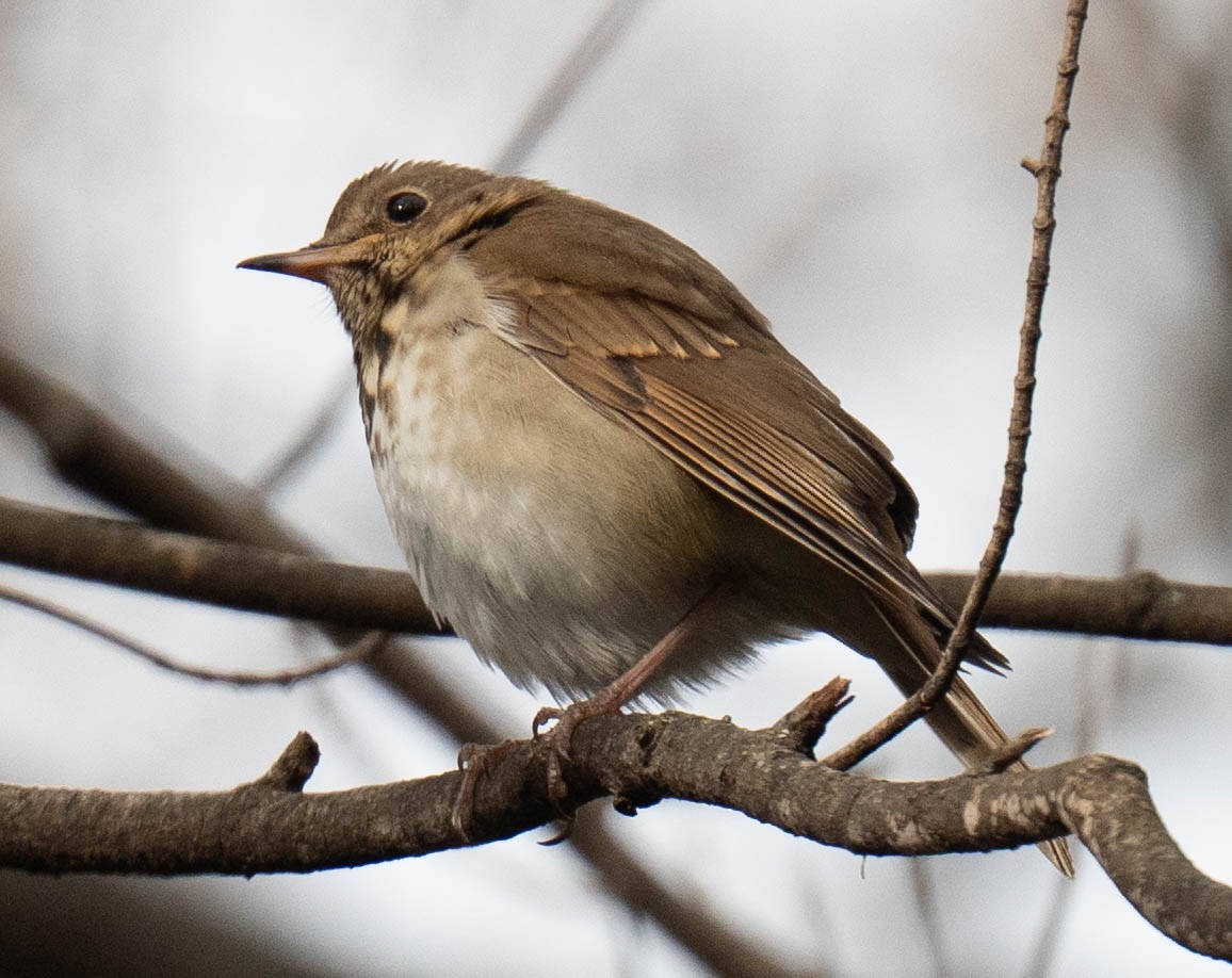 Tordo di Pallas - ML647438203