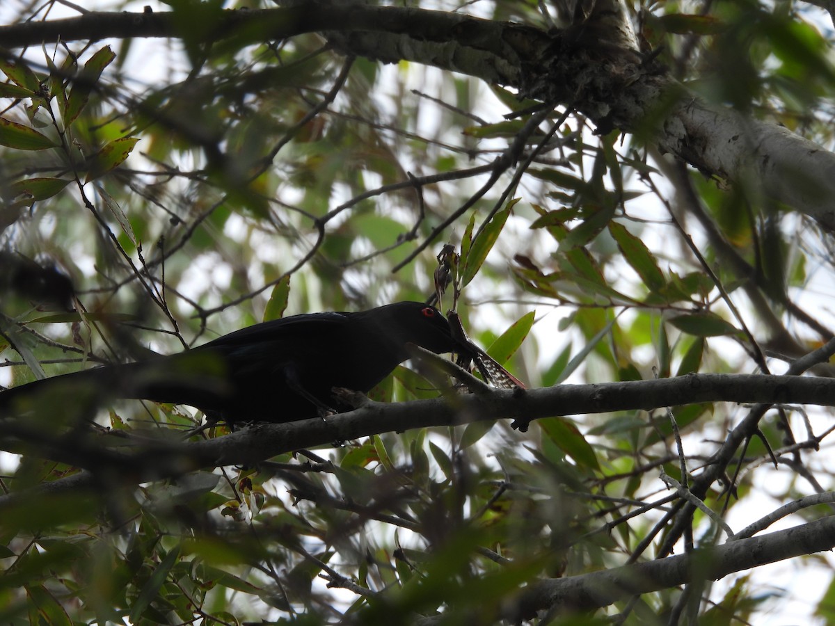 špaček lesklý - ML647438204