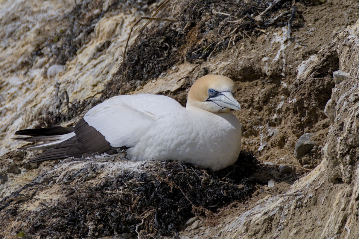 Australasian Gannet - ML647438205
