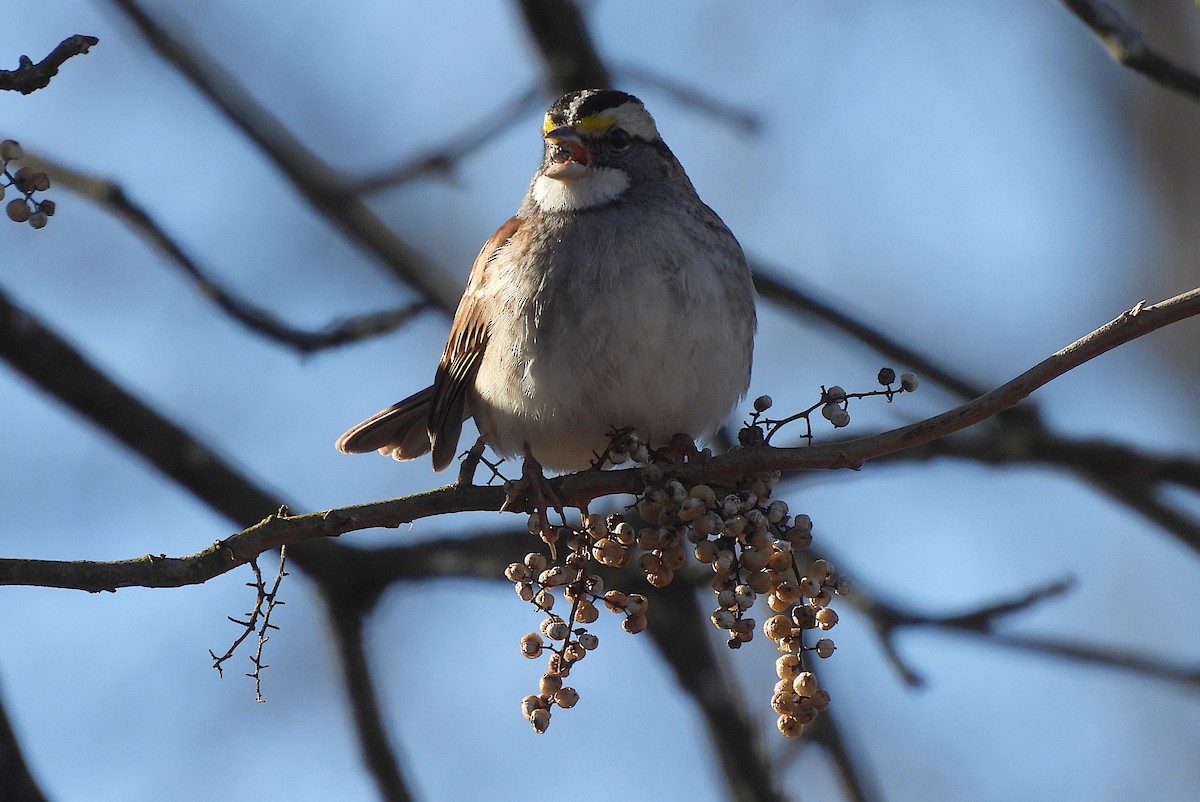 White-throated Sparrow - ML647438213