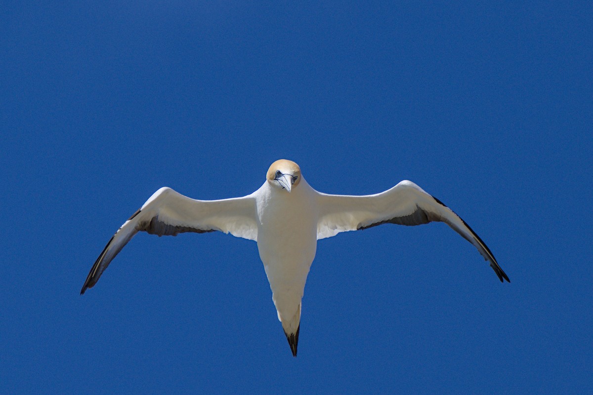 Australasian Gannet - ML647438221