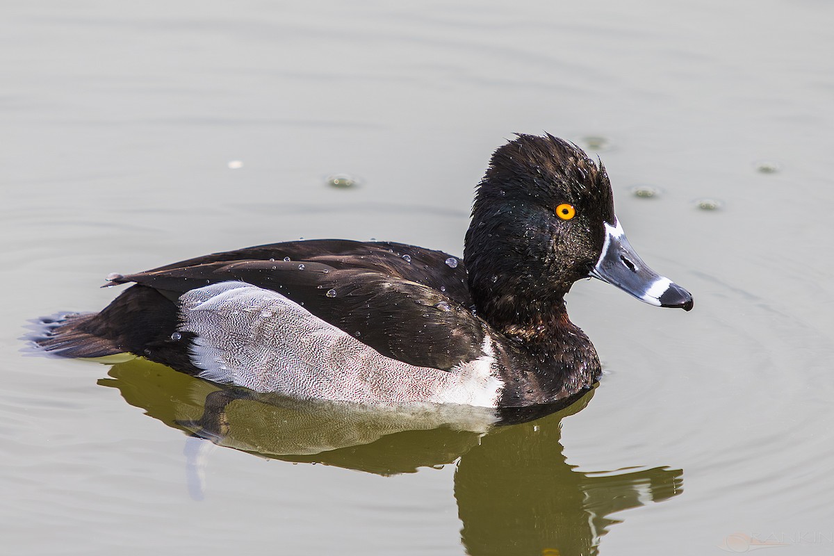 Murgilari lepokoduna - ML647438222