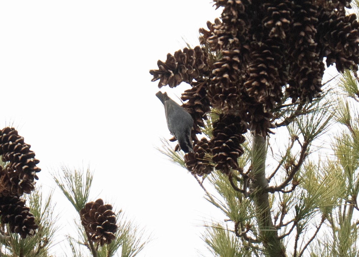 Red-breasted Nuthatch - ML647438224