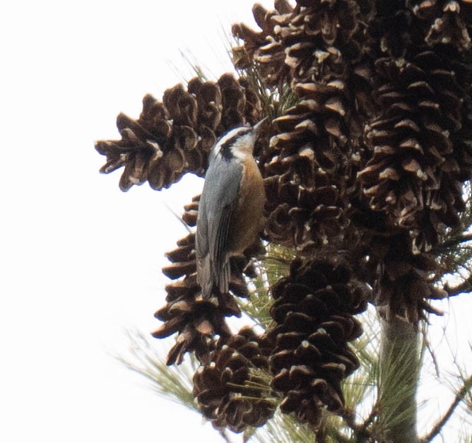 Red-breasted Nuthatch - ML647438225