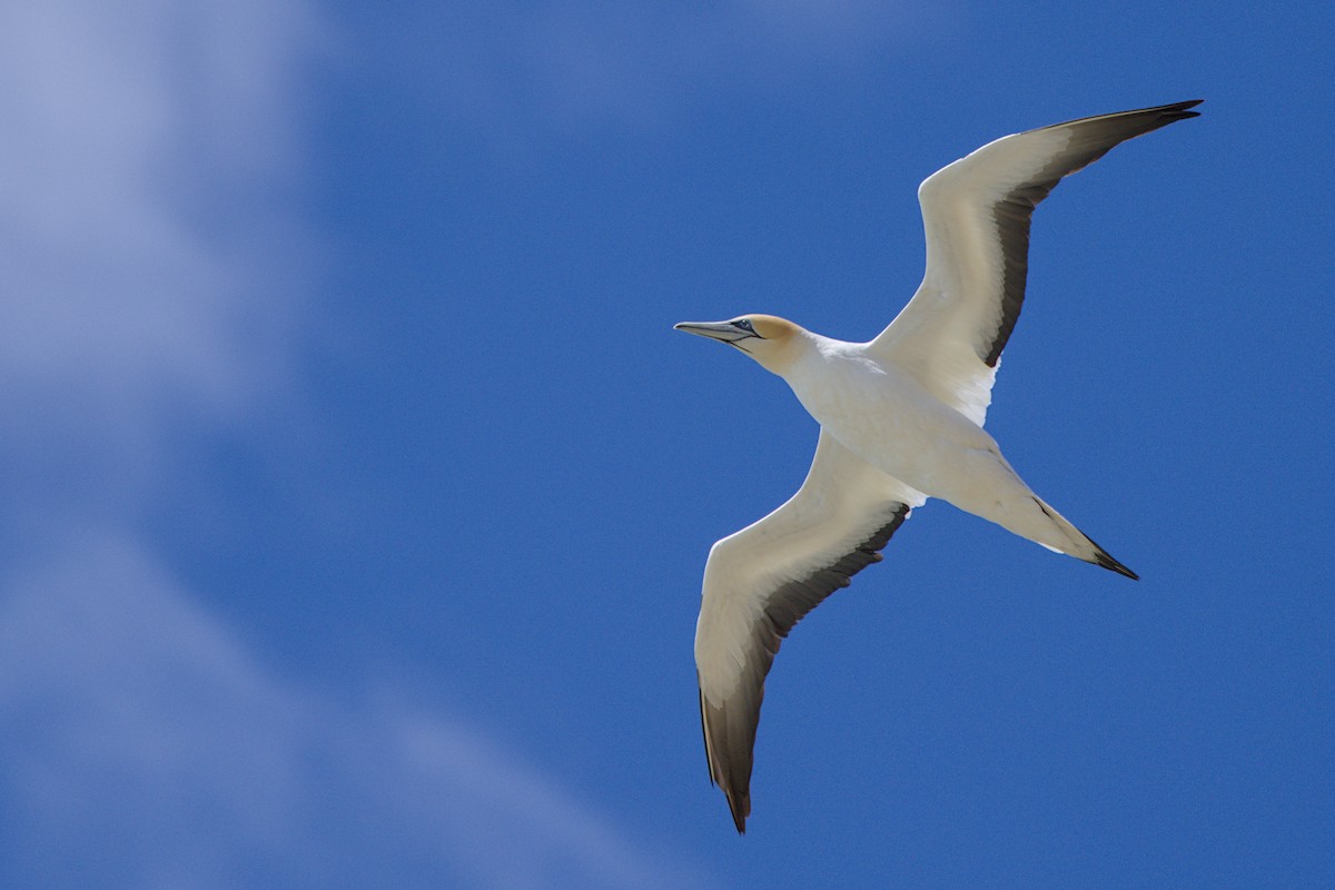Australasian Gannet - ML647438227