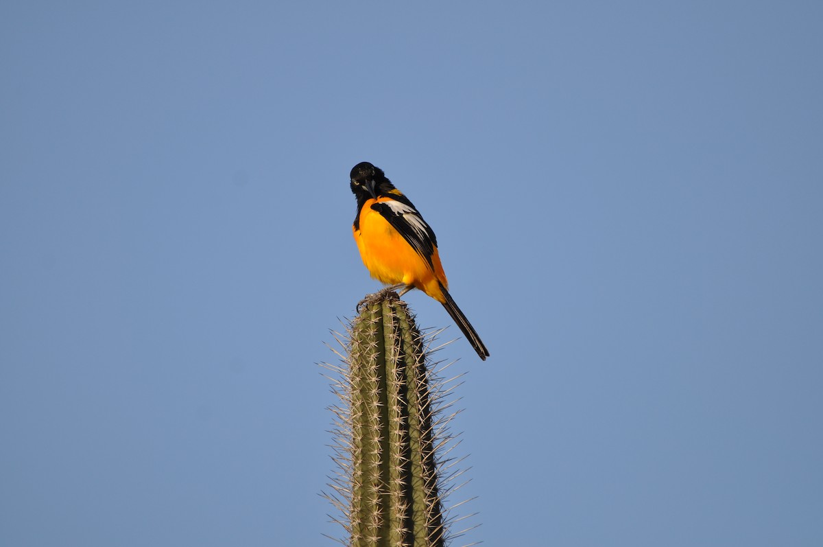 Трупіал венесуельський - ML647438233