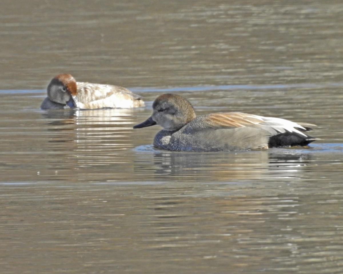Gadwall - ML647438245