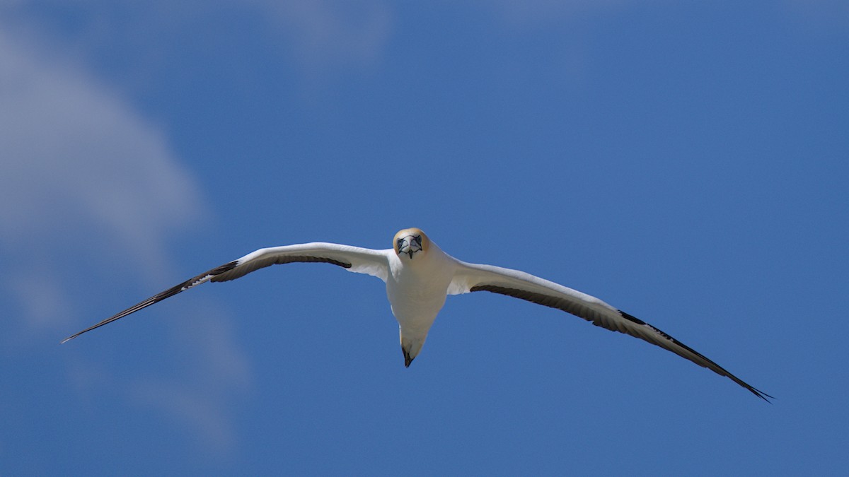Australasian Gannet - ML647438246