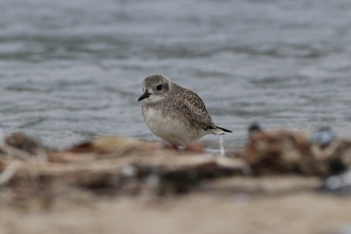 Тулес - ML647438255