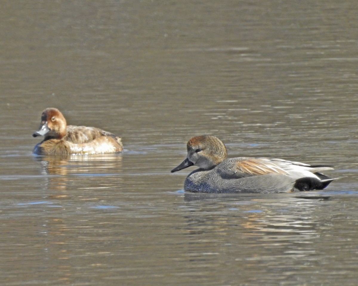 Gadwall - ML647438263