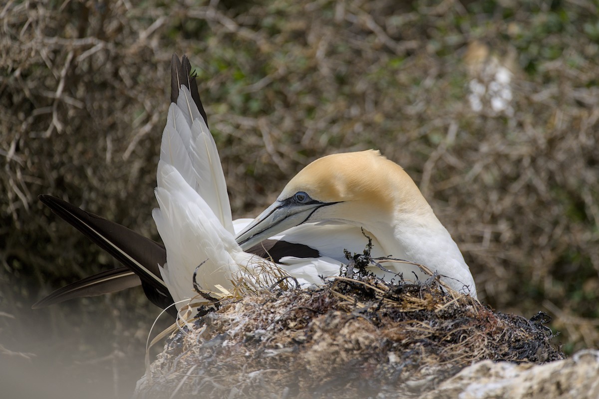 Australasian Gannet - ML647438271