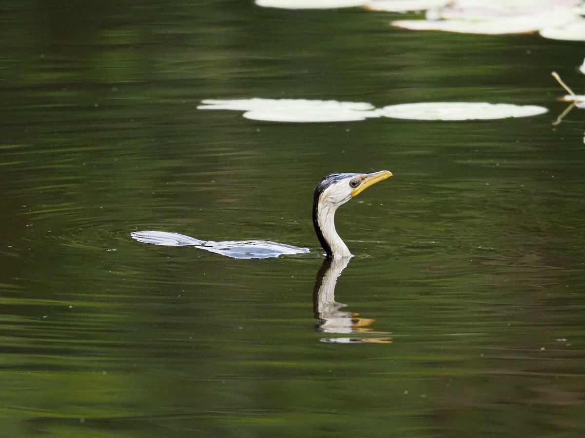 Little Pied Cormorant - ML647438282