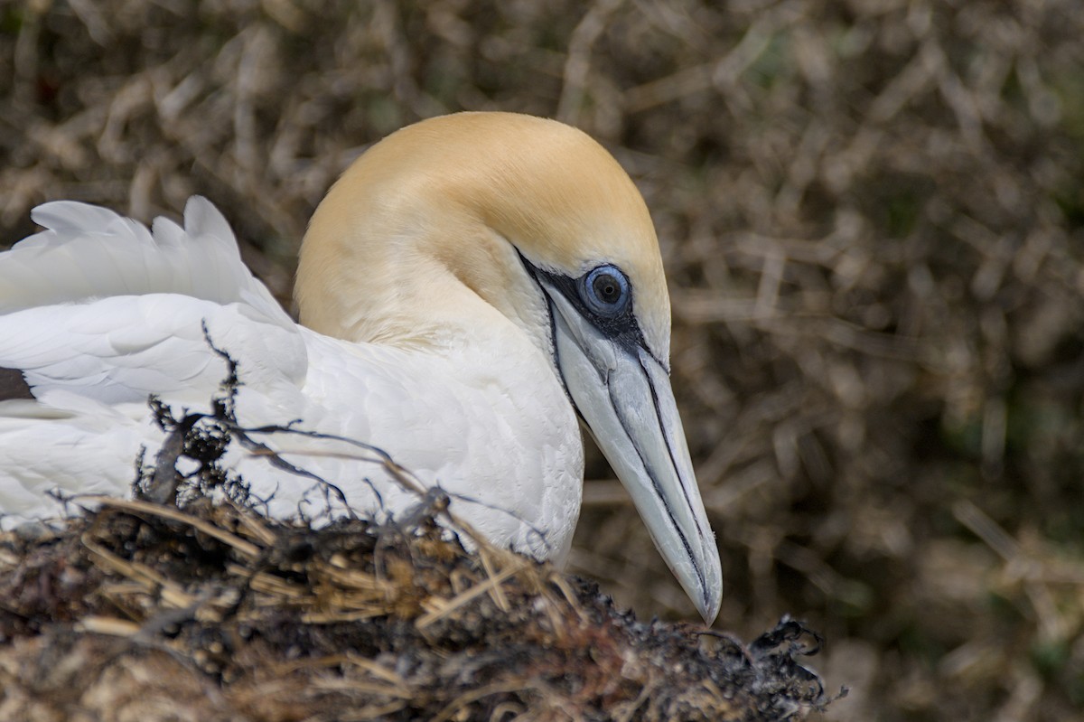Australasian Gannet - ML647438297