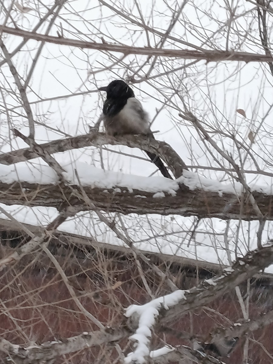 orientskjære - ML647438300