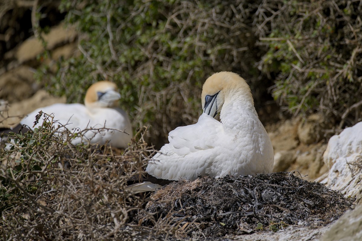 Australasian Gannet - ML647438301