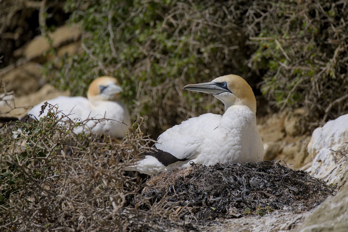 Australasian Gannet - ML647438306
