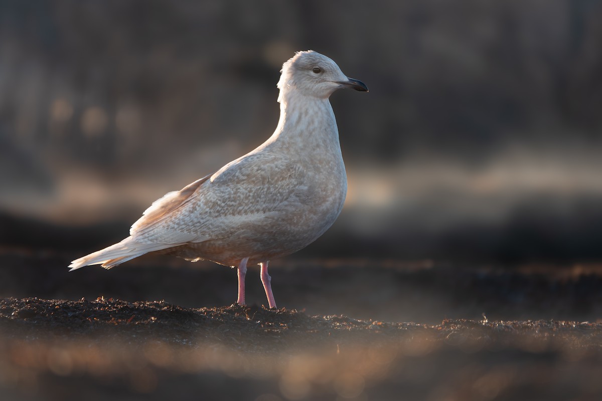 アイスランドカモメ（亜種 クムリーンカモメ） - ML647438311