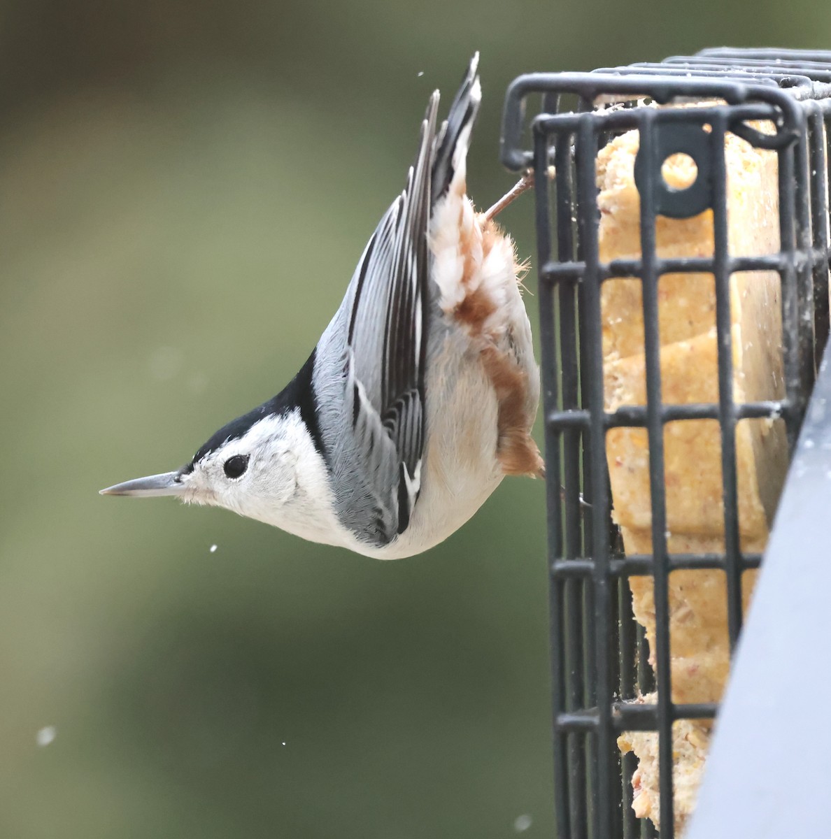 White-breasted Nuthatch - ML647438324