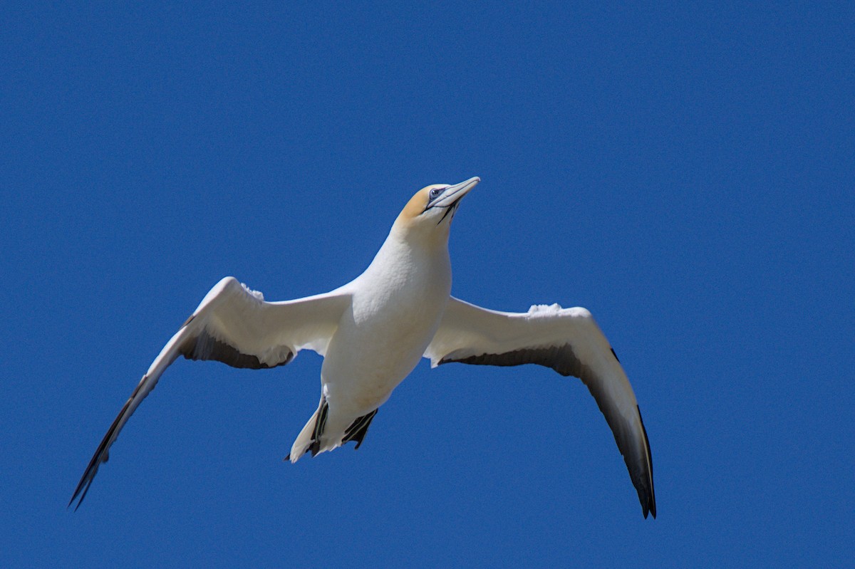 Australasian Gannet - ML647438327
