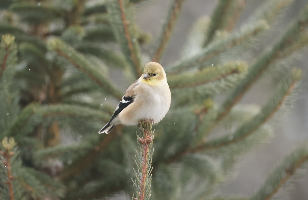 American Goldfinch - ML647438331
