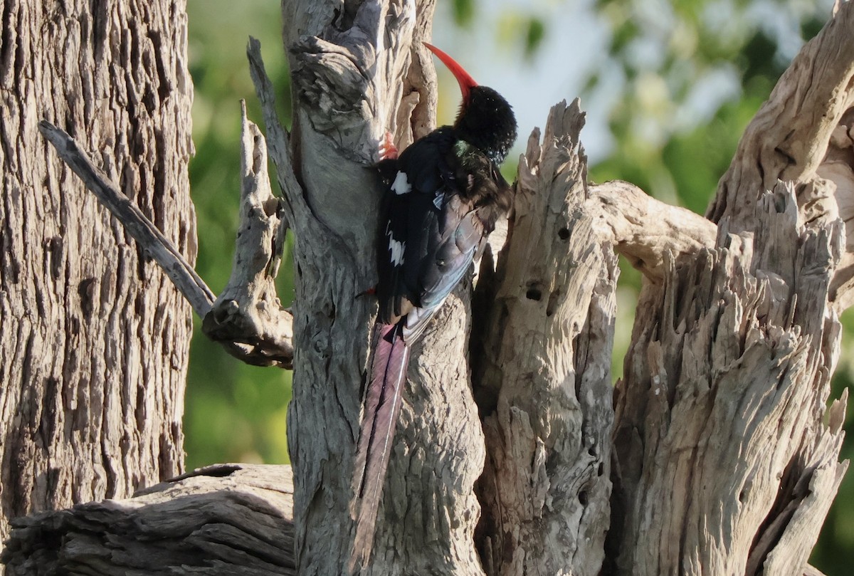 Слотняк пурпуровий - ML647438332