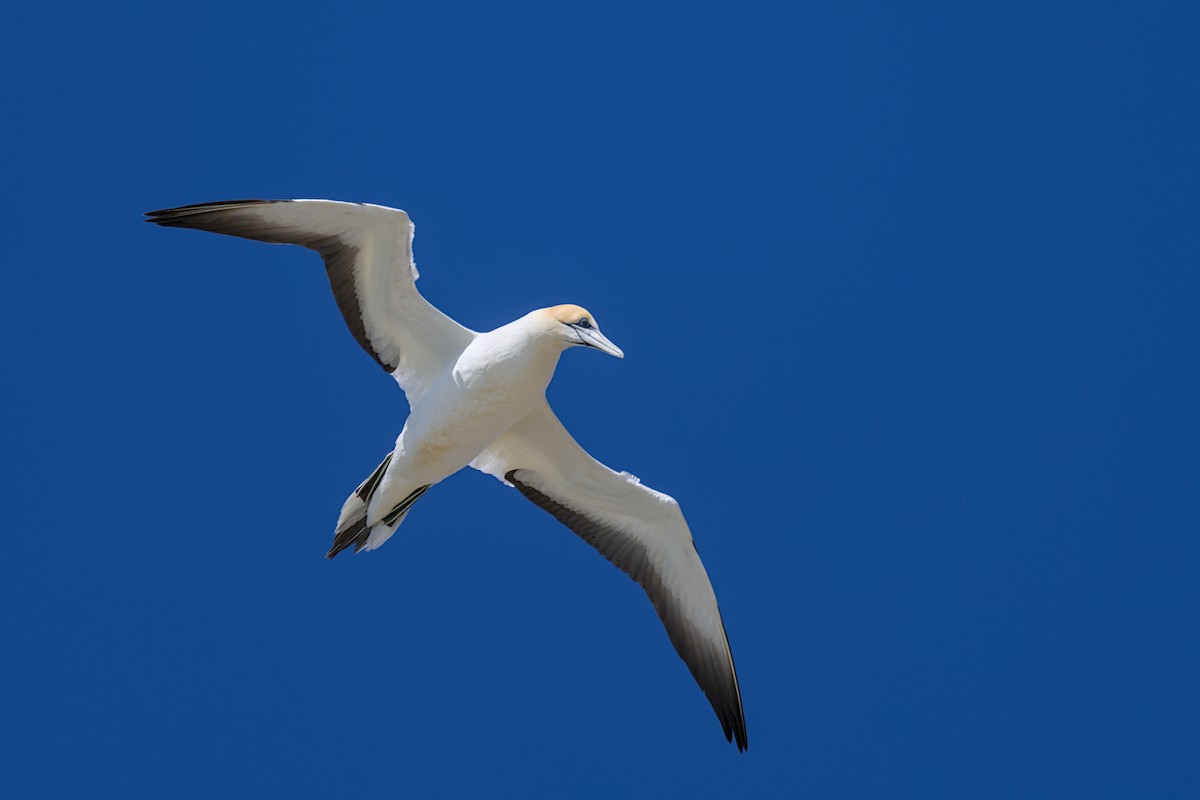 Australasian Gannet - ML647438335