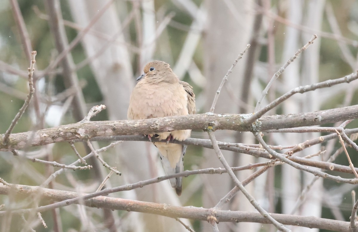 Mourning Dove - ML647438347