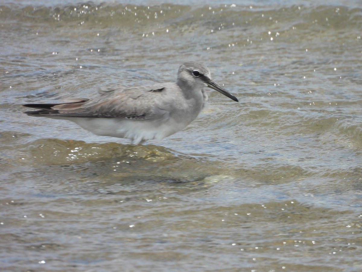 Gray-tailed Tattler - ML647438353