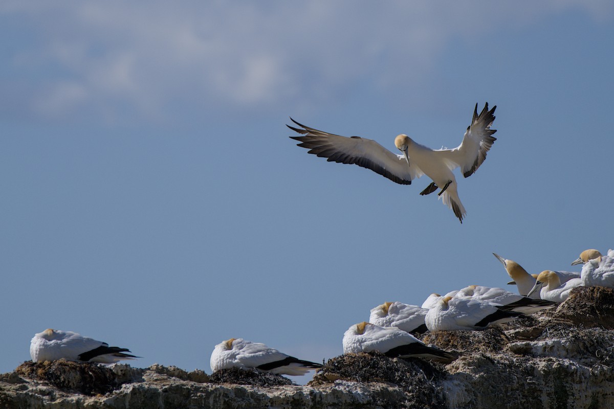 Australasian Gannet - ML647438355