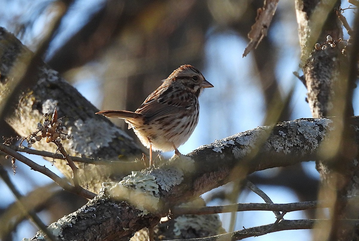Song Sparrow - ML647438356