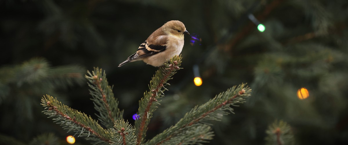 American Goldfinch - ML647438358