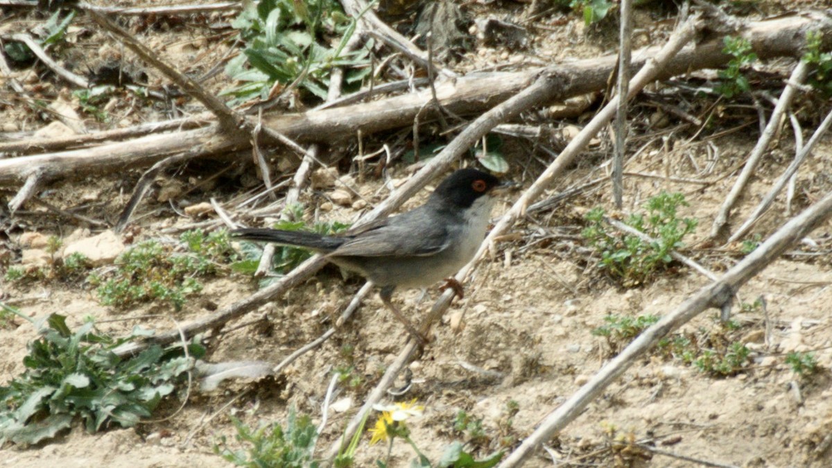 Sardinian Warbler - ML647438362