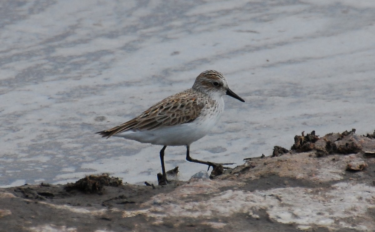 Semipalmated Sandpiper - ML647438363