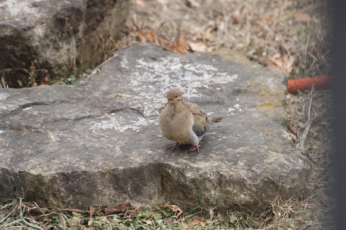 Mourning Dove - ML647438366