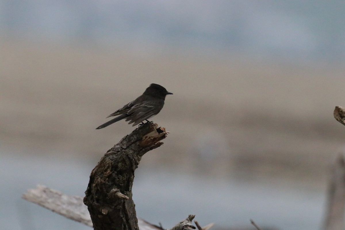 Чёрный фиби - ML647438367