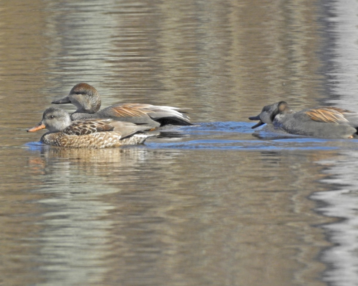 Gadwall - ML647438373