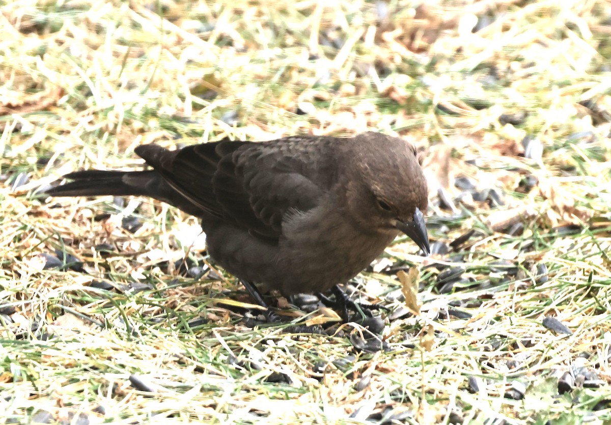 Brown-headed Cowbird - ML647438375